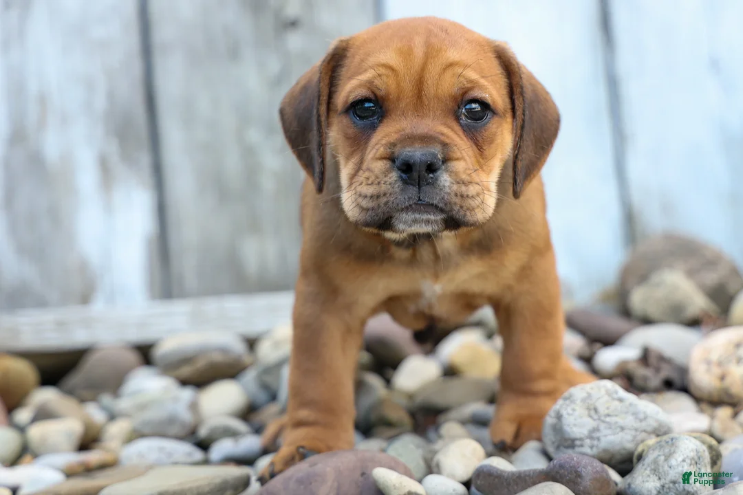 Beabull dogs for sale: Arthur - Ad 1