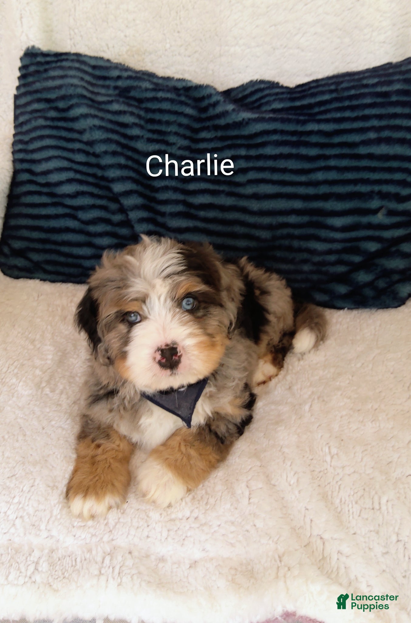 Bernedoodle dogs Bernedoodle Puppy 4 - Ad 2