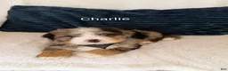 Bernedoodle dogs for sale: Bernedoodle Puppy 2 - Ad 2