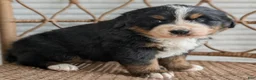 Bernese Mountain Dog dogs for sale: Hazel - Ad 6