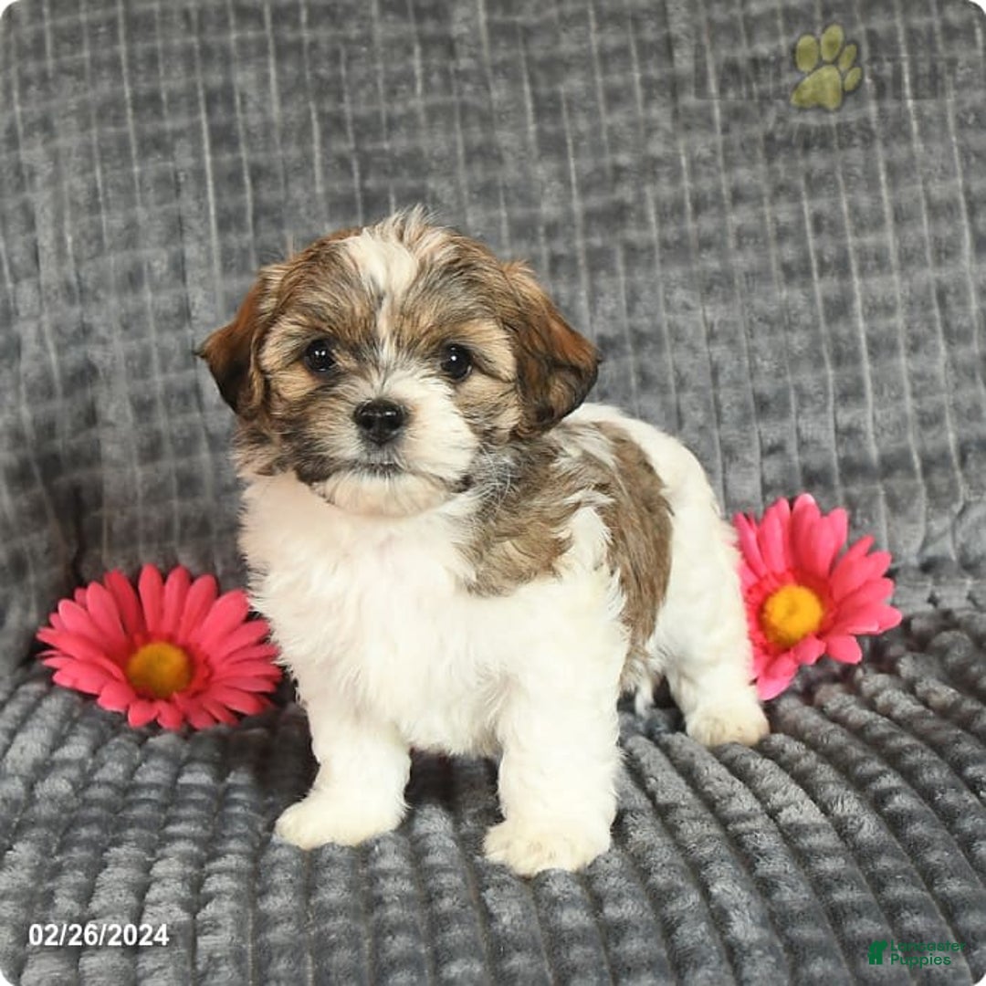 Gallery Image {{count}}