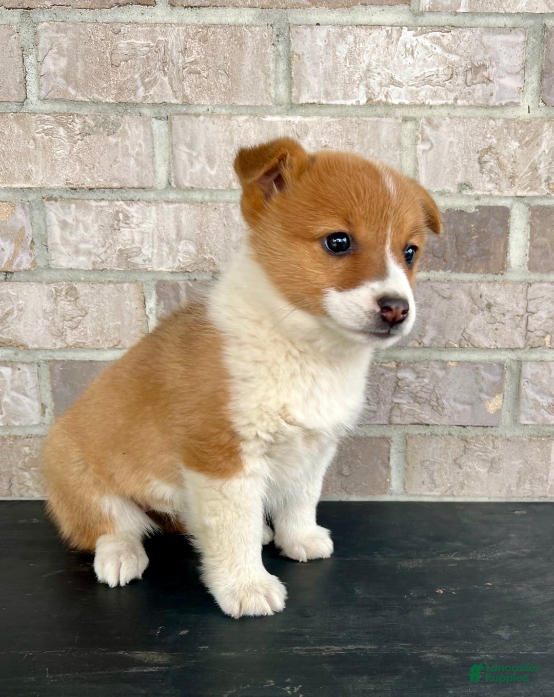 Welsh Corgi Pembroke dogs for sale: Grace - Ad 2