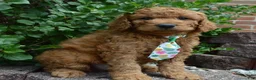 Mini Goldendoodle dogs for sale: Mini Gus - Ad 12