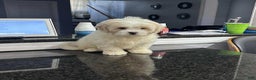 Pomapoo dogs for sale: Pomapoo Puppy 1 - Ad 2