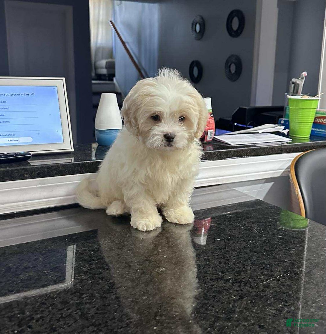 Pomapoo dogs for sale: Pomapoo Puppy 1 - Ad 2