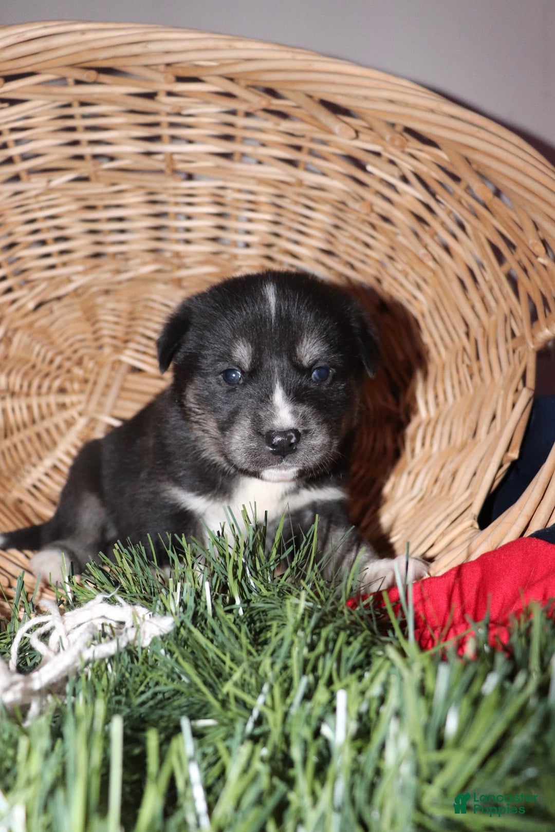 Goberian dogs for sale: Granger - Ad 1