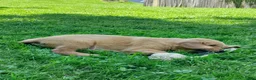 Golden Retriever dogs for sale: Copper - Ad 9