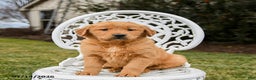 Golden Retriever dogs for sale: Penelope - Ad 2
