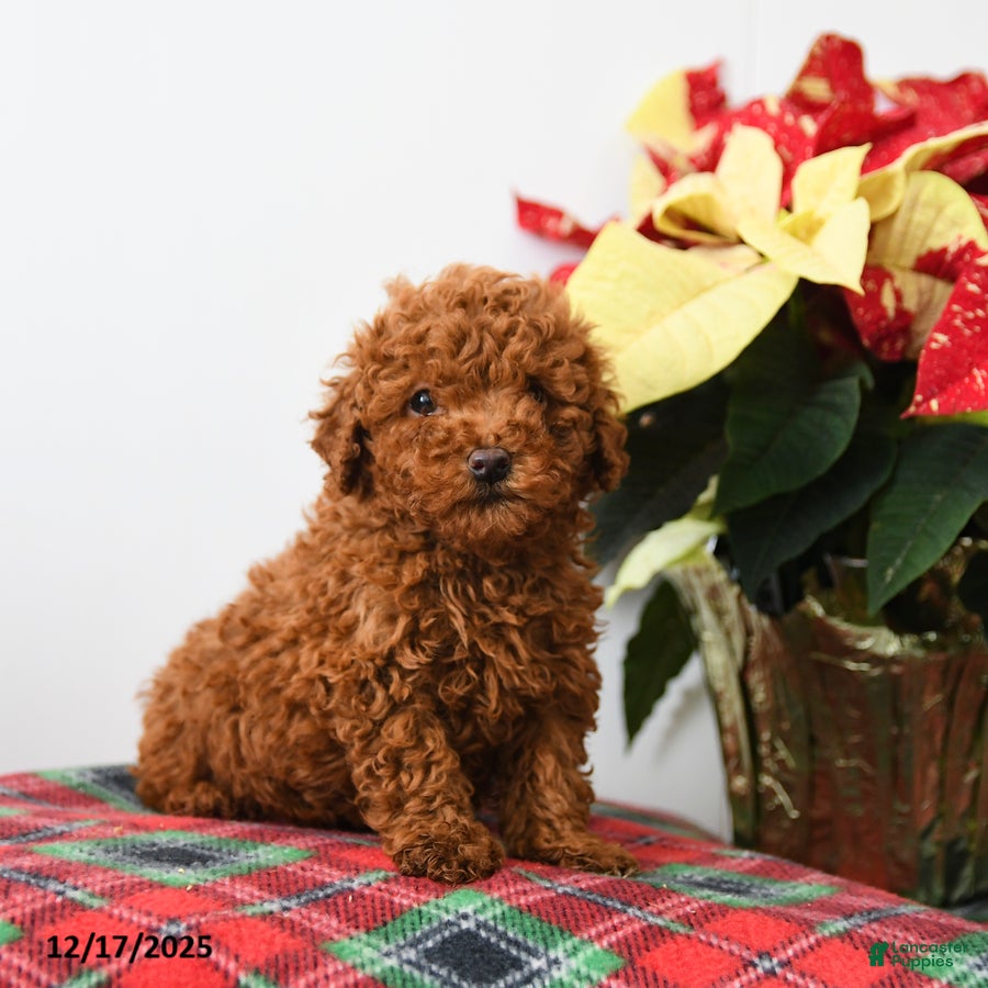 Miniature Poodle dogs Rooster - Ad 14