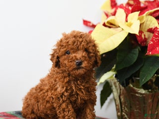 Miniature Poodle dogs Rooster - Ad 14
