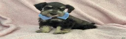 Miniature Schnauzer dogs for sale: Mae Male 2 Black & Silver AKC - Ad 4