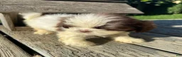 Shih Tzu dogs for sale: Milo - Ad 9