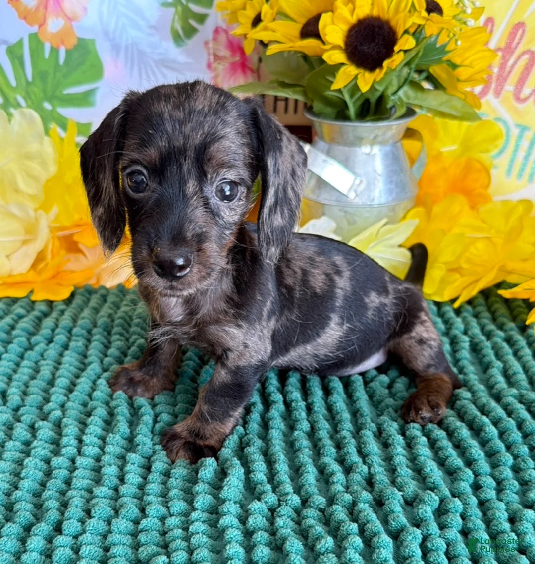 Miniature Dachshund dogs for sale: Dapple wire Girl - Ad 1