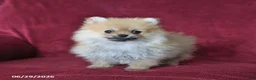 Pomeranian dogs for sale: Abby - Ad 4