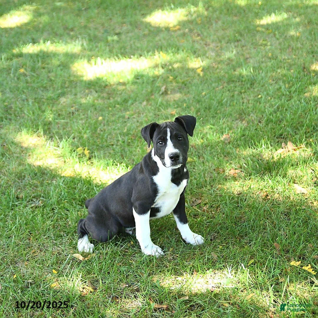 Mixed Breed dogs for sale: Konnor - Ad 2