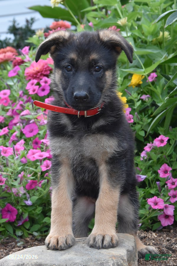 German Shepherd dogs Becca - Ad 1