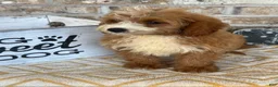 Mini Bernedoodle dogs for sale: Beaver - Ad 4