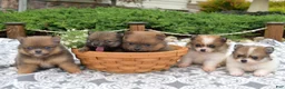 Pomeranian dogs for sale: Maggie - Ad 7