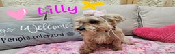 Yorkshire Terrier dogs for sale: Rex - Ad 8