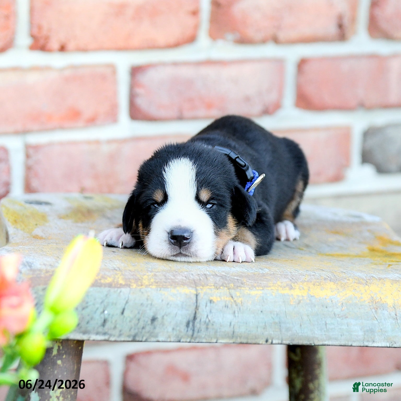 Greater Swiss Mountain Dog dogs Christoph - Ad 2