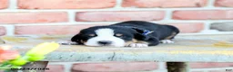 Greater Swiss Mountain Dog dogs for sale: Christoph - Ad 2