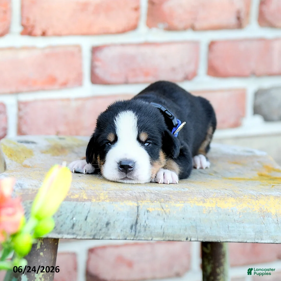 Greater Swiss Mountain Dog dogs for sale: Christoph - Ad 2