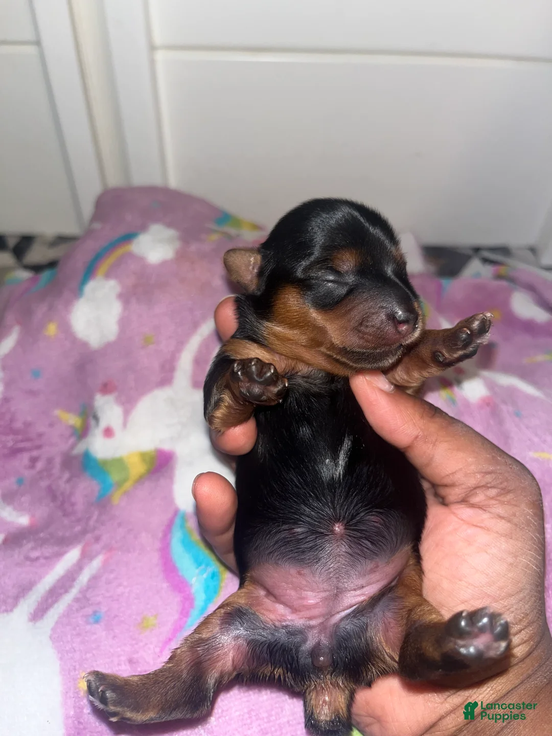 Yorkiepoo dogs for sale: Tweety  - Ad 1
