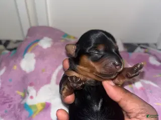 Yorkiepoo dogs Tweety - Ad 41