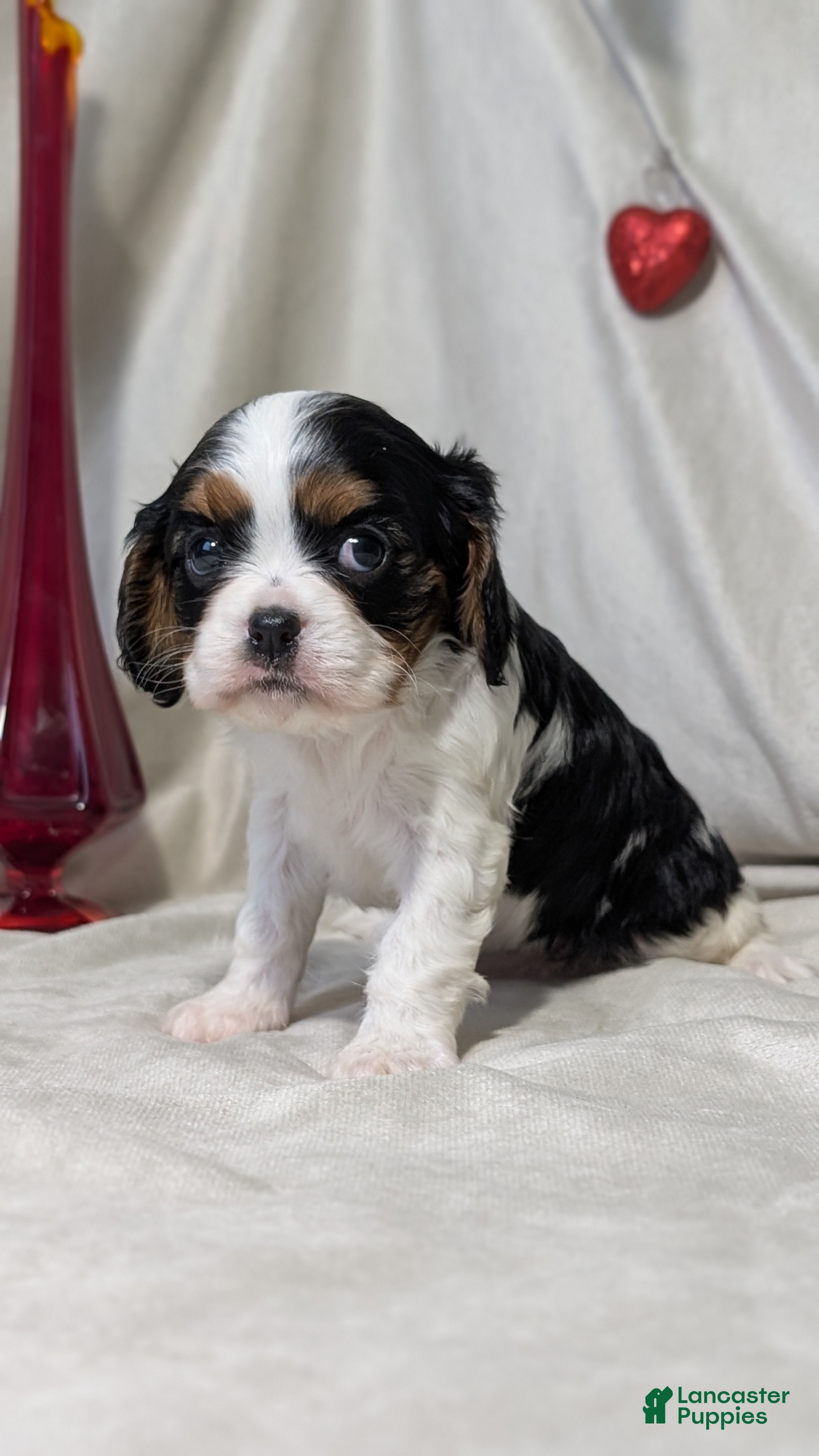 Cavalier King Charles Spaniel dogs Ruby - Ad 9
