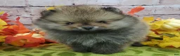 Pomeranian dogs for sale: Fajita - Ad 5