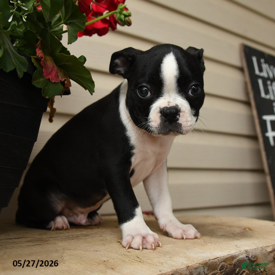 Boston Terrier dogs Demmy - Ad 2