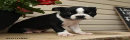 Boston Terrier dogs for sale: Demmy - Ad 2