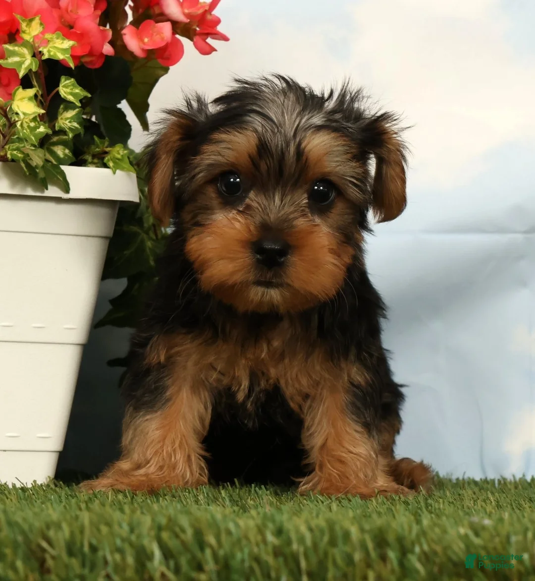Yorkshire Terrier dogs for sale: Lincoln - Ad 1