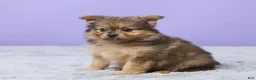 Pomeranian dogs for sale: Tony - Ad 1
