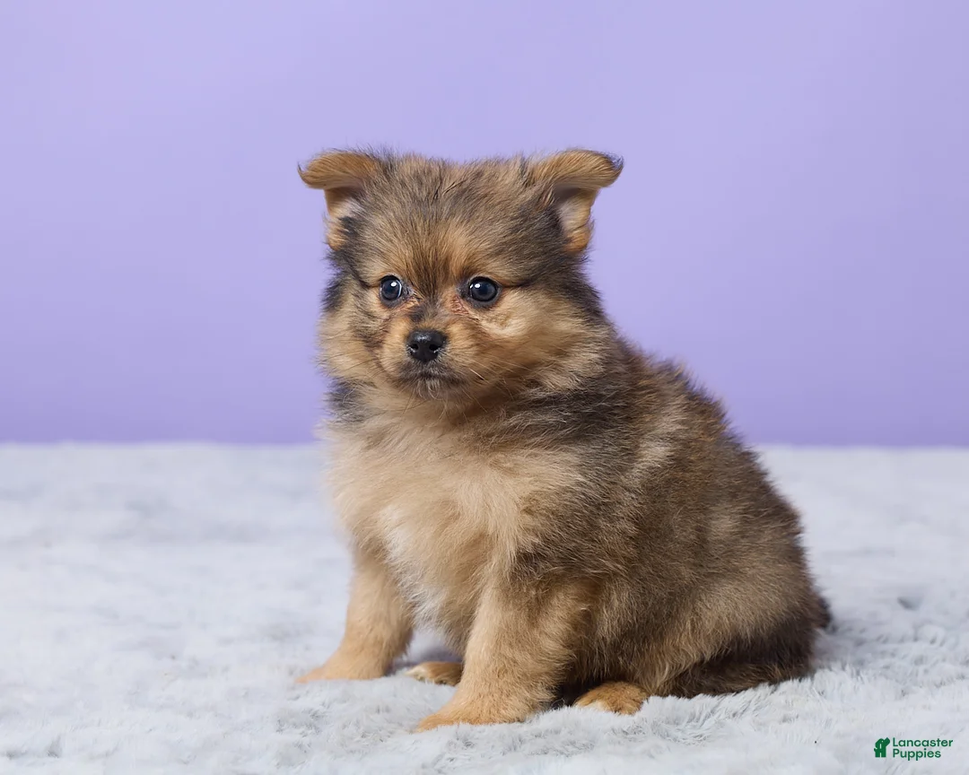 Pomeranian dogs for sale: Tony - Ad 1