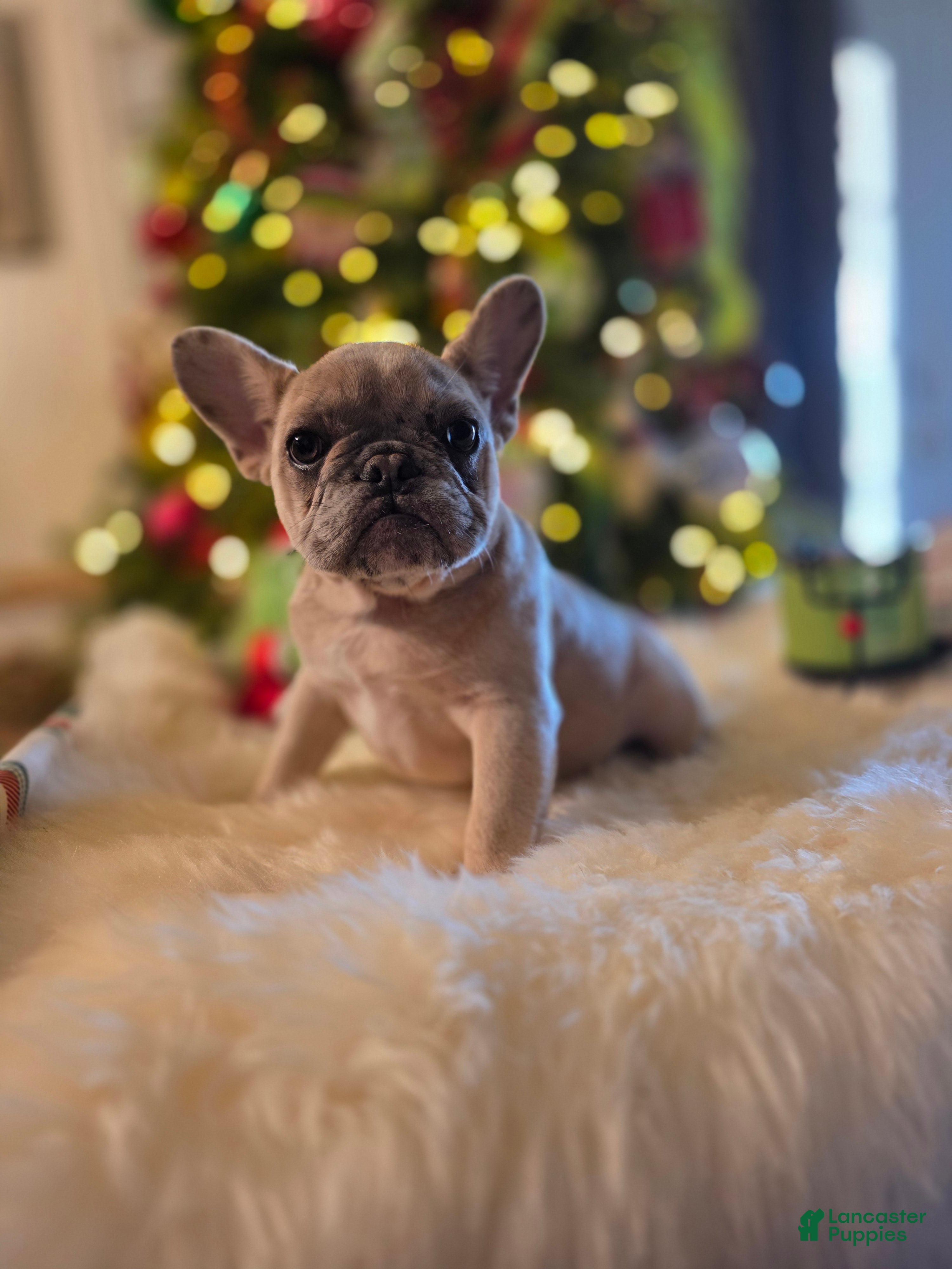 French Bulldog dogs French Bulldog chanel - Ad 11