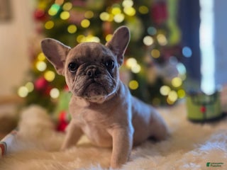 French Bulldog dogs French Bulldog chanel - Ad 11