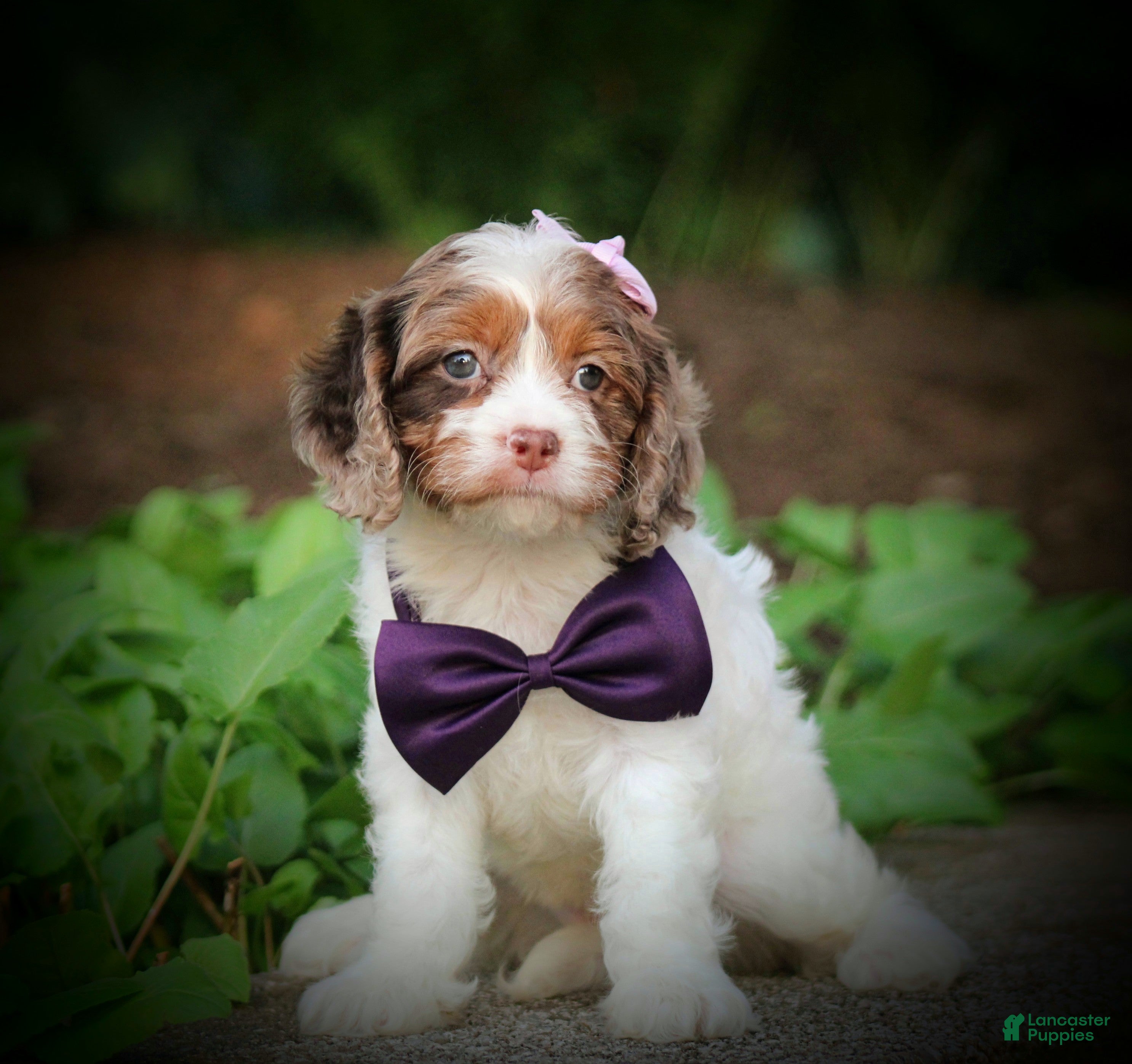 Cavapoo dogs Sadie - Ad 1