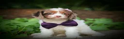 Cavapoo dogs for sale: Sadie - Ad 1