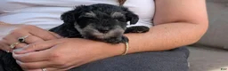 Miniature Schnauzer dogs for sale: Bert - Ad 2