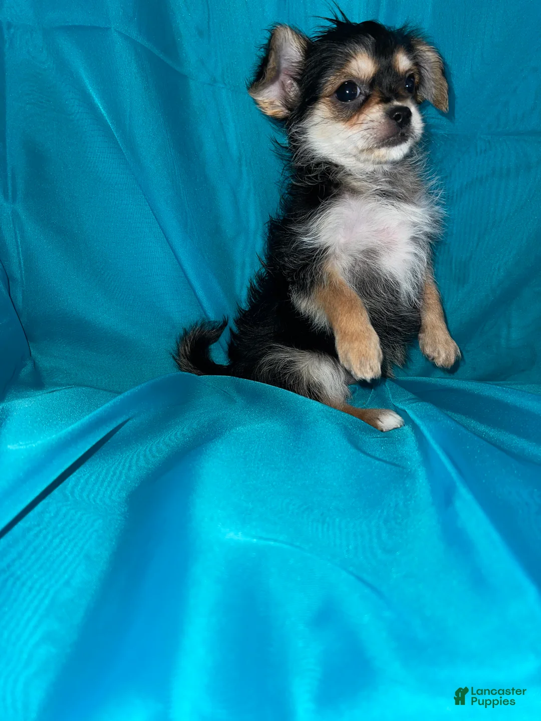 Morkie dogs for sale: Morkie 3 - Ad 2
