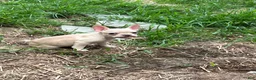 French Bulldog dogs for sale: French Bulldog 1 - Ad 4