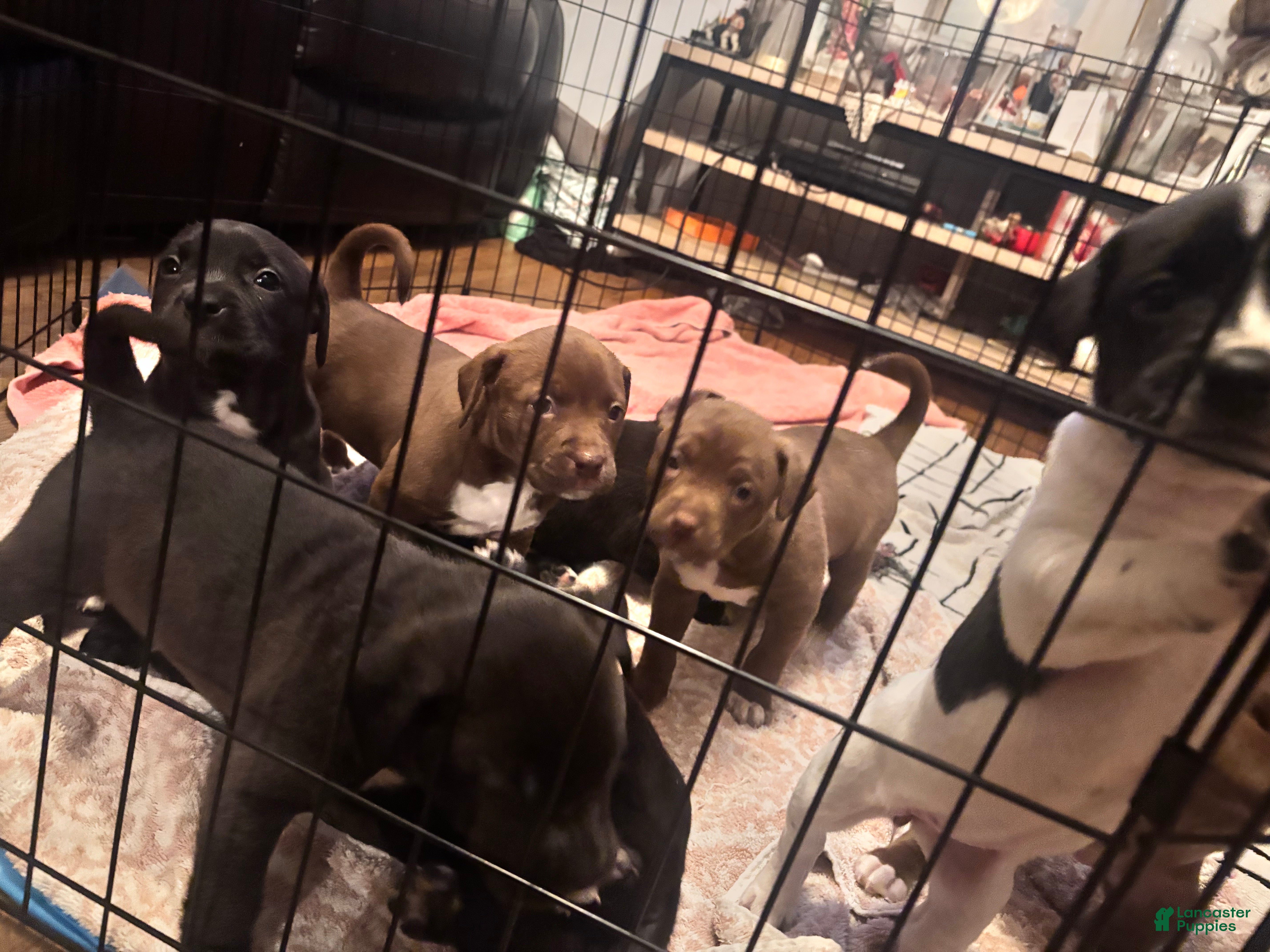 Mixed Breed dogs Mixed Breed Puppy 2 - Ad 9