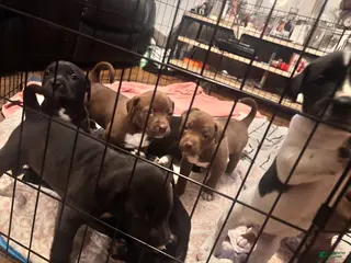 Mixed Breed dogs Mixed Breed Puppy 2 - Ad 9