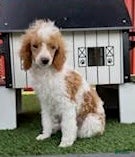 Miniature Poodle dogs Gavin Miniature Poodle Puppy  - Ad 2