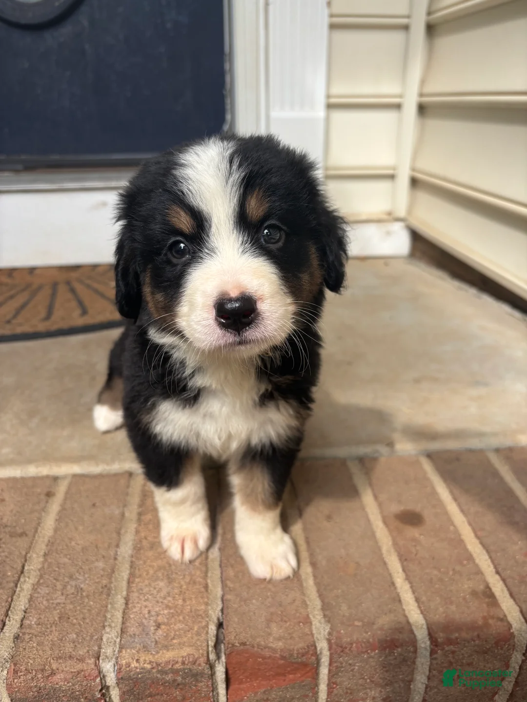 Mixed Breed dogs for sale: Black tri girl - Ad 1