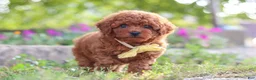 Miniature Poodle dogs for sale: Jance - Ad 4