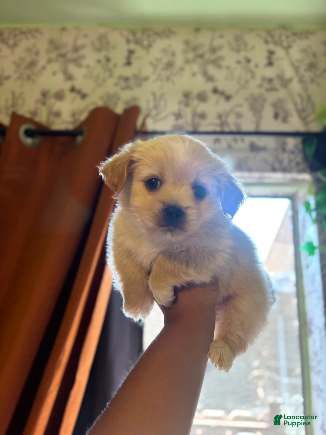 Maltipoo dogs for sale: Willard - Ad 1