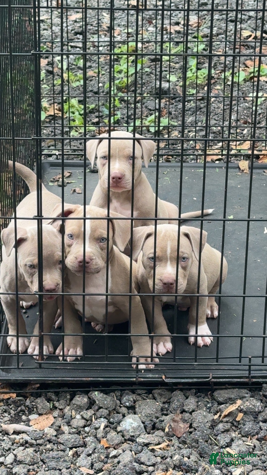 American Bully dogs American Bully 4 - Ad 42