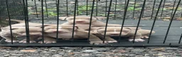 American Bully dogs for sale: American Bully 4 - Ad 1
